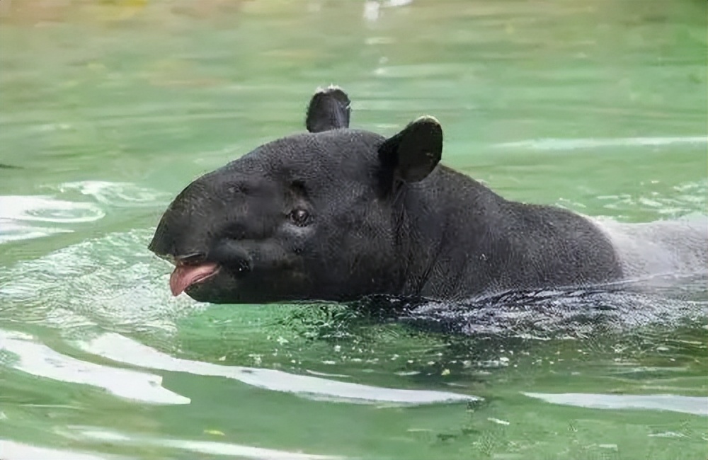 马来貘像什么,马六甲马来貘