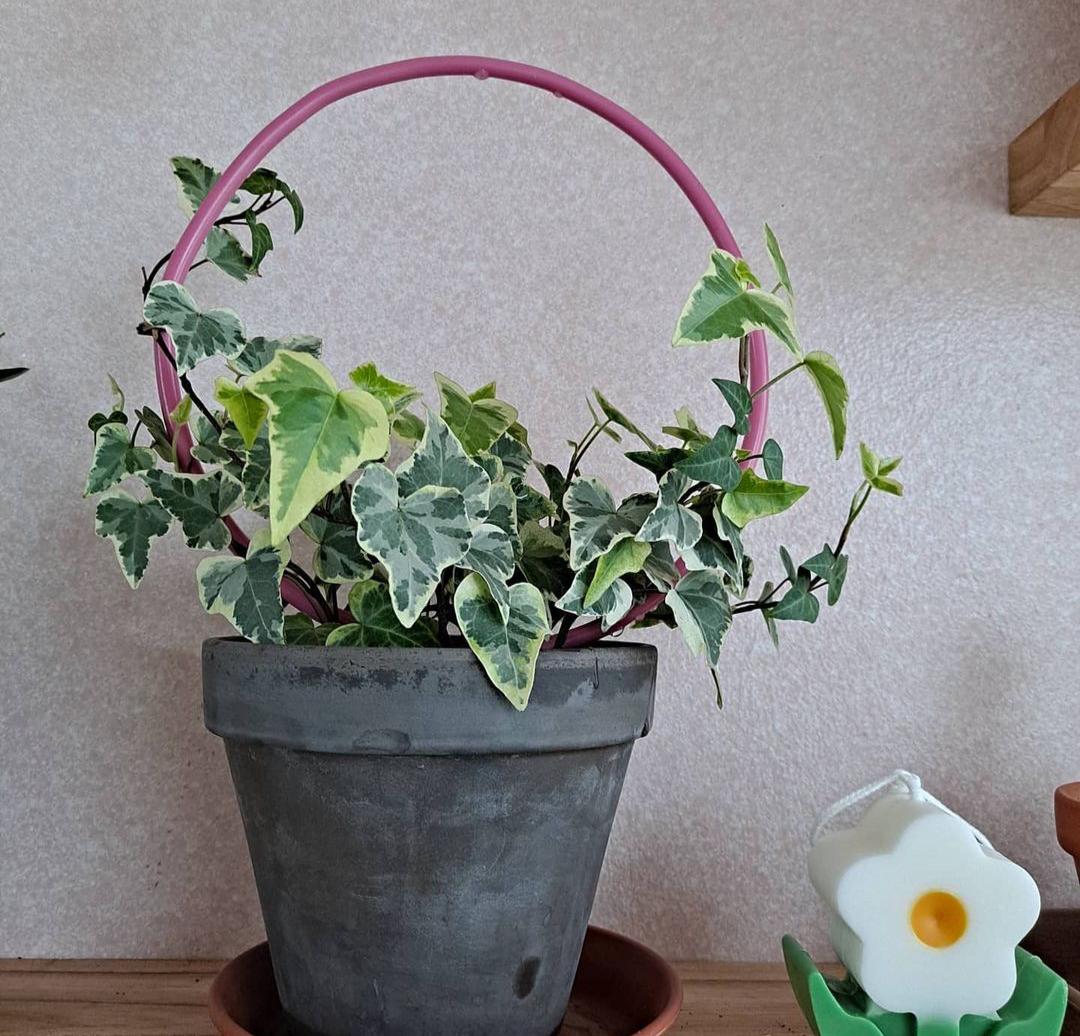 家庭客厅养什么花好看又旺财,客厅最吉祥的三种花