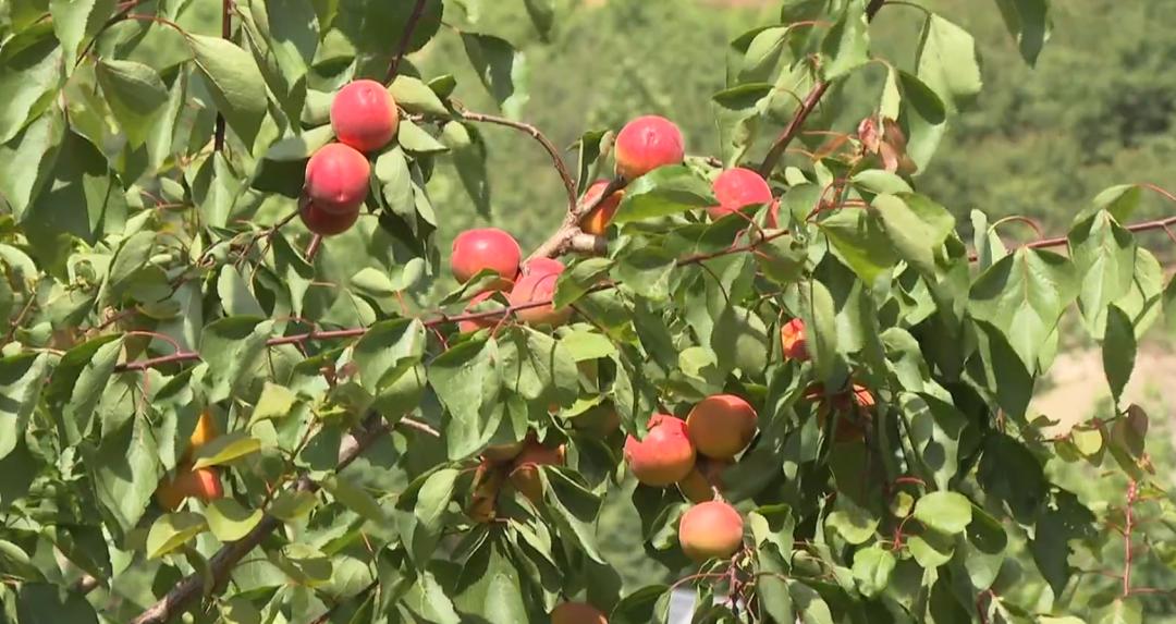鹿泉丰收,致富路上瓜果飘香花盛开