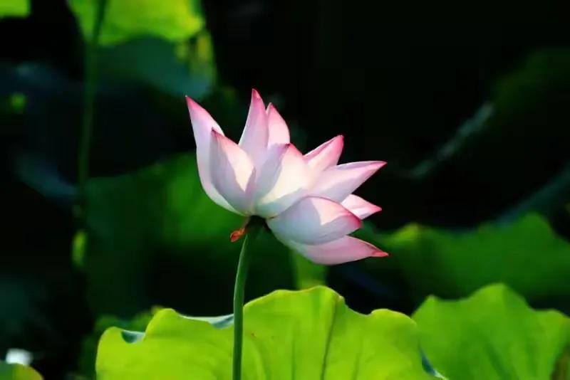 道德经以退为进的智慧,道德经以易经为基础