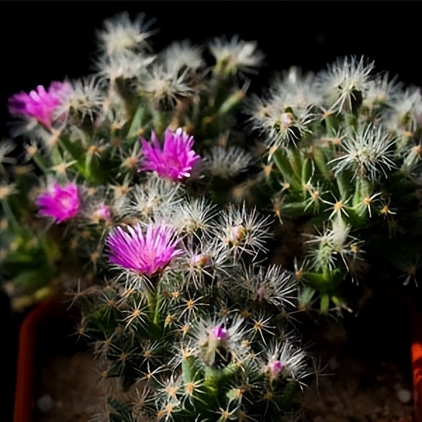 102个大类近500个多肉植物图片，都极其美丽，建议在家中也养一盆