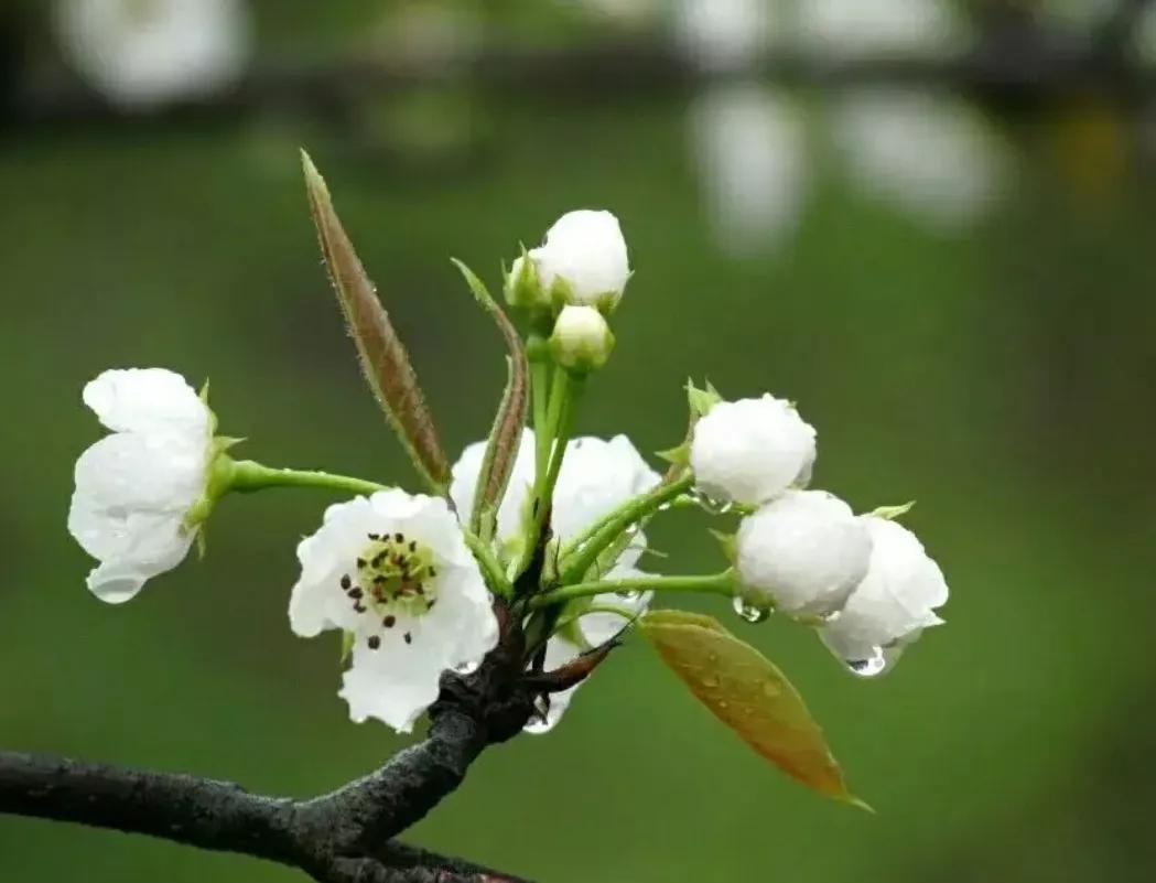 描写梨花最经典的诗句大全,带雨梨花的唯美诗句
