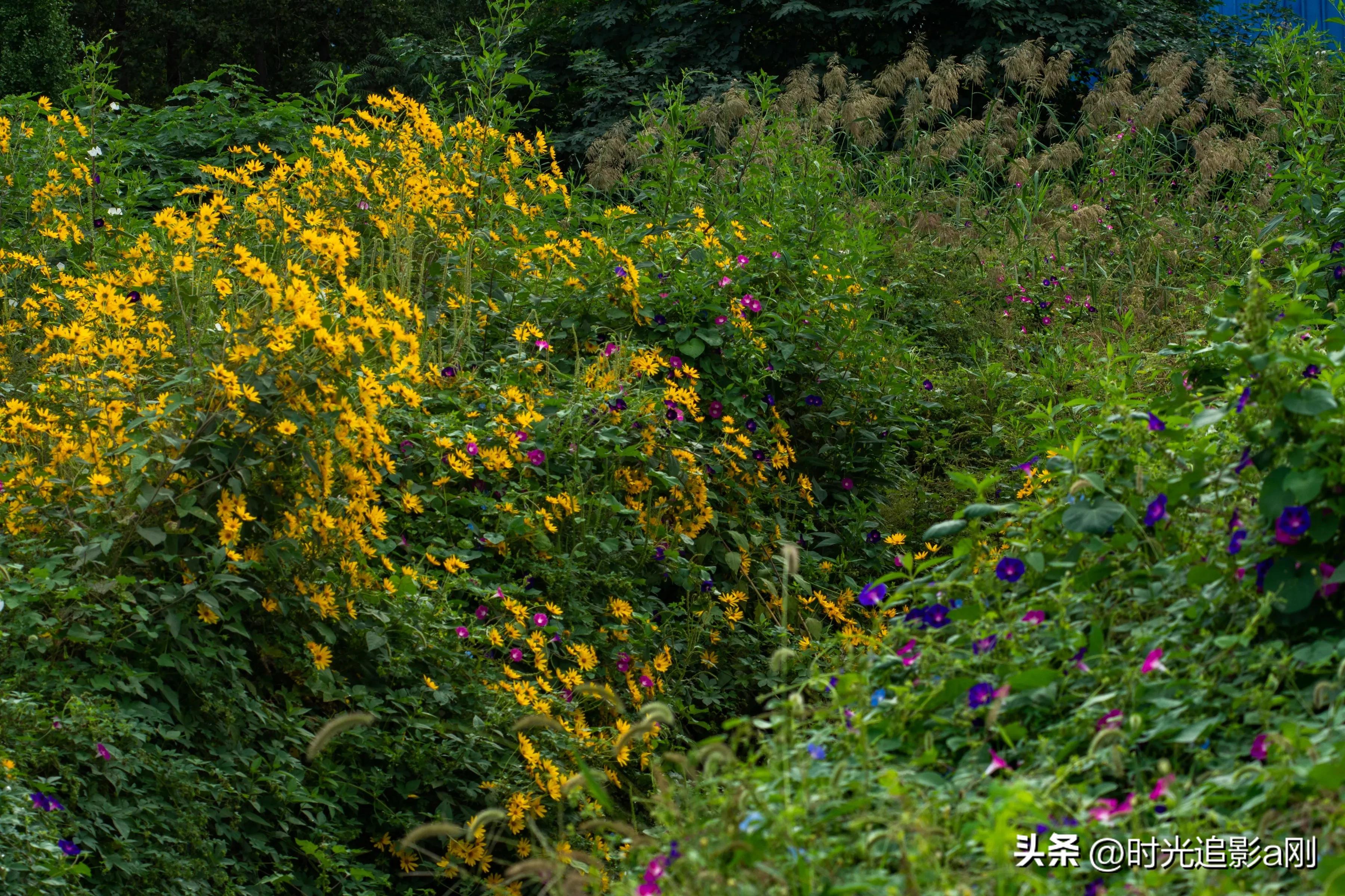 蓝眼菊的花语,七彩菊花语和寓意