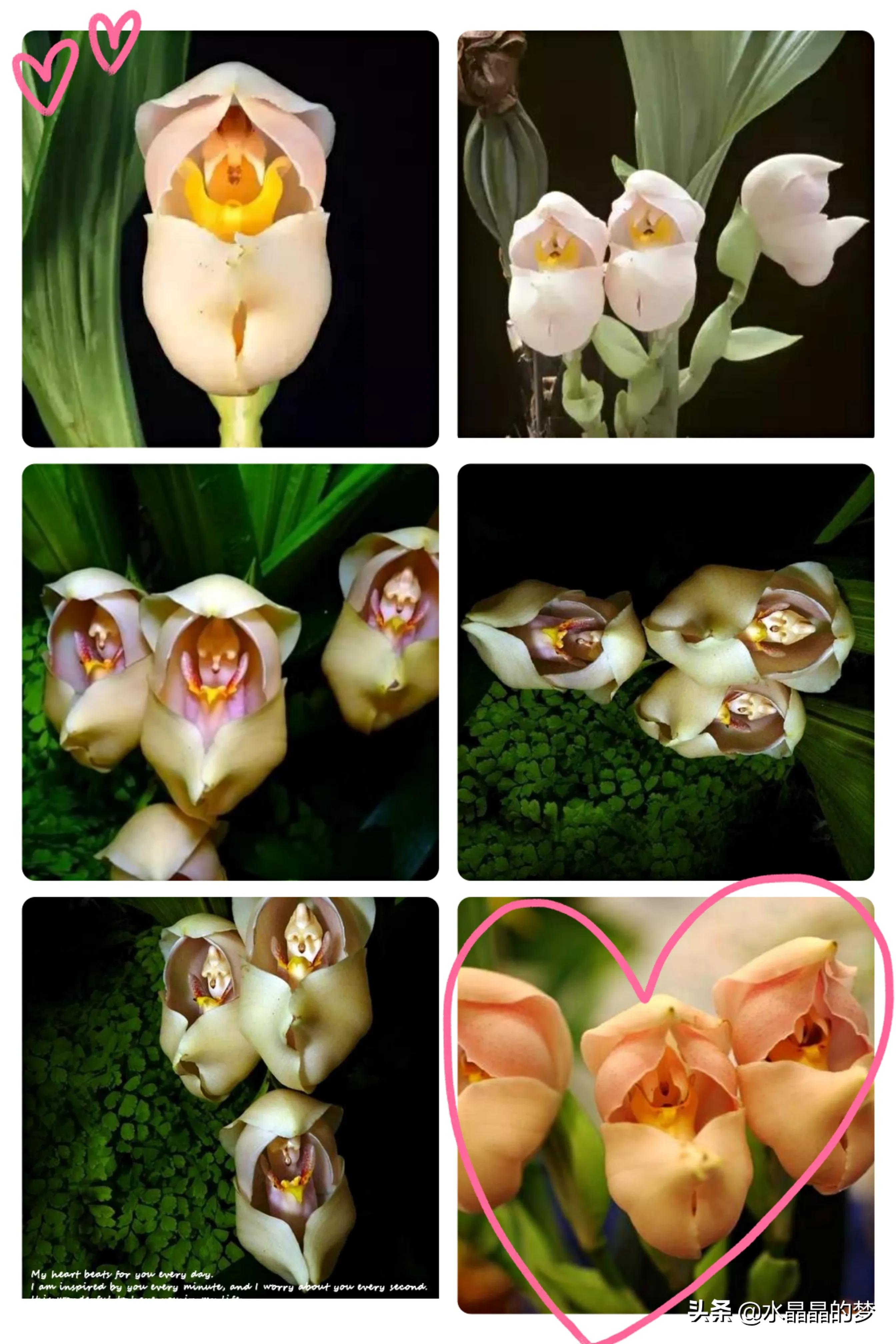 长得像兰花的兰花品种,奇葩兰花品种图片大全