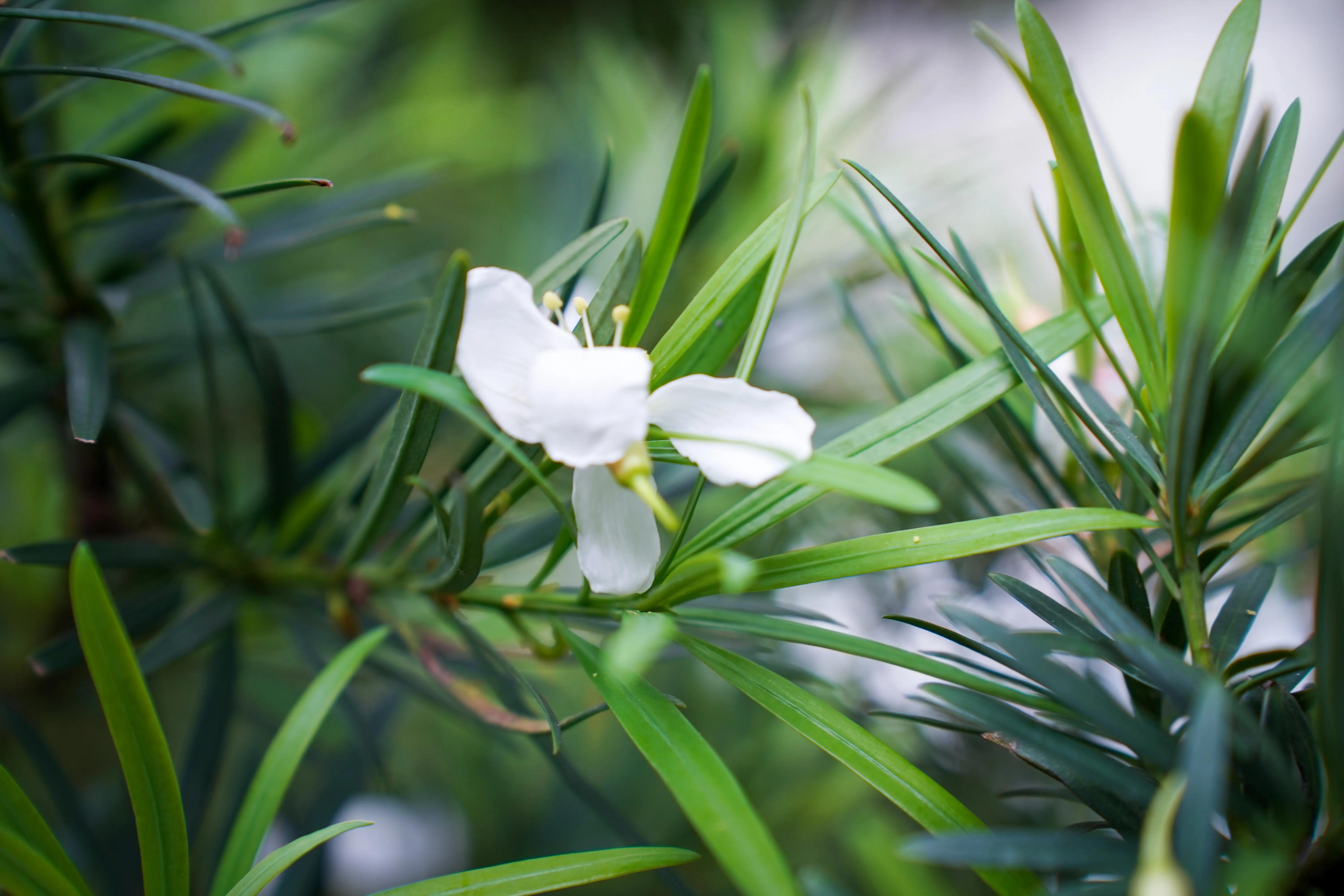拍完这一波花开，这春天就结束了。