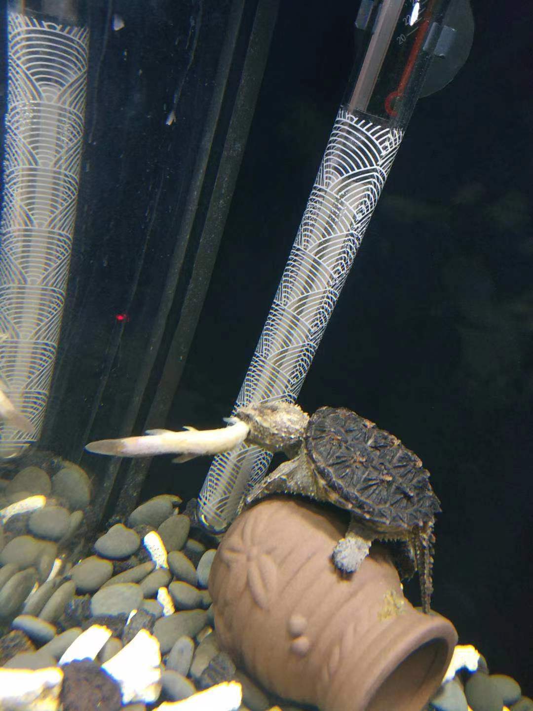 庭院龟缸养龟,黄缘半水龟养龟专用缸