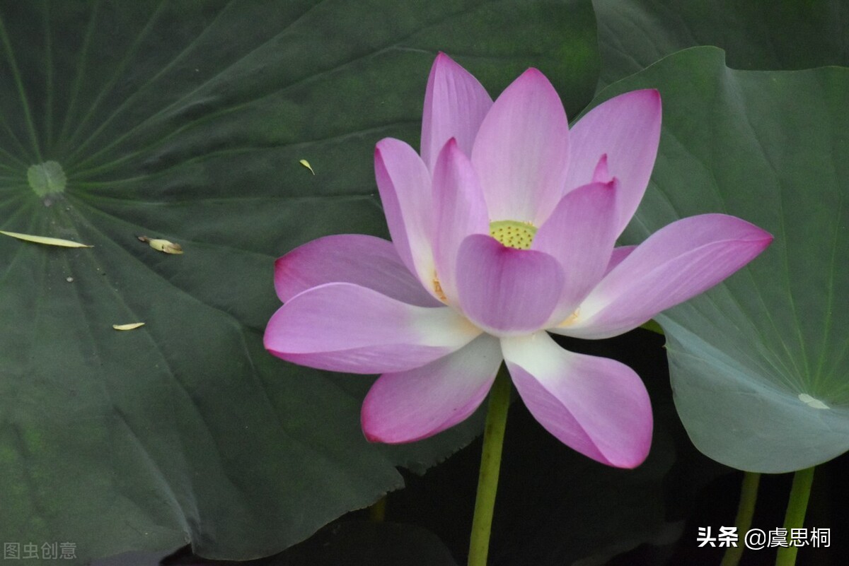 周敦颐在爱莲说中自述心声,周敦颐爱莲而莲又爱什么