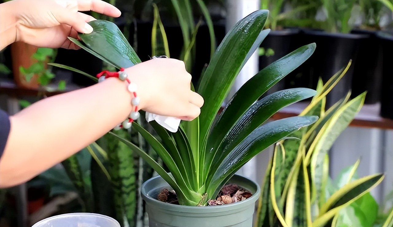 5种花浇不死浇水越多长得越旺,十种不能乱浇水的花