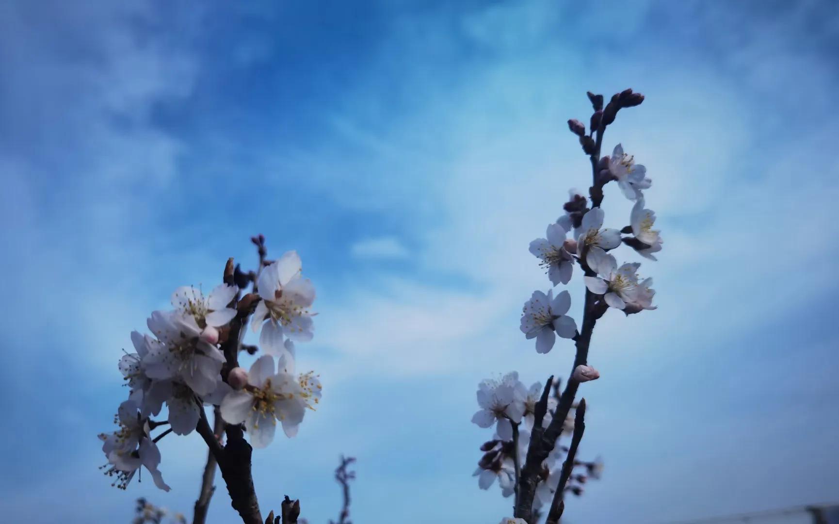 西子畔诗文社0214期，望风扫红妆。亭亭翠影著华章。情入画意舒狂