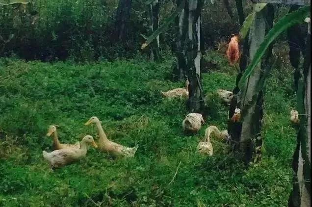 菜地里的蜗牛怎么消灭,菜地消灭鼻涕虫的最佳方法