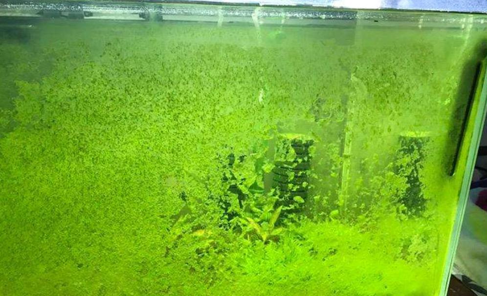 鱼缸在太阳下晒几天会爆藻,鱼缸爆绿藻去哪里买藻种