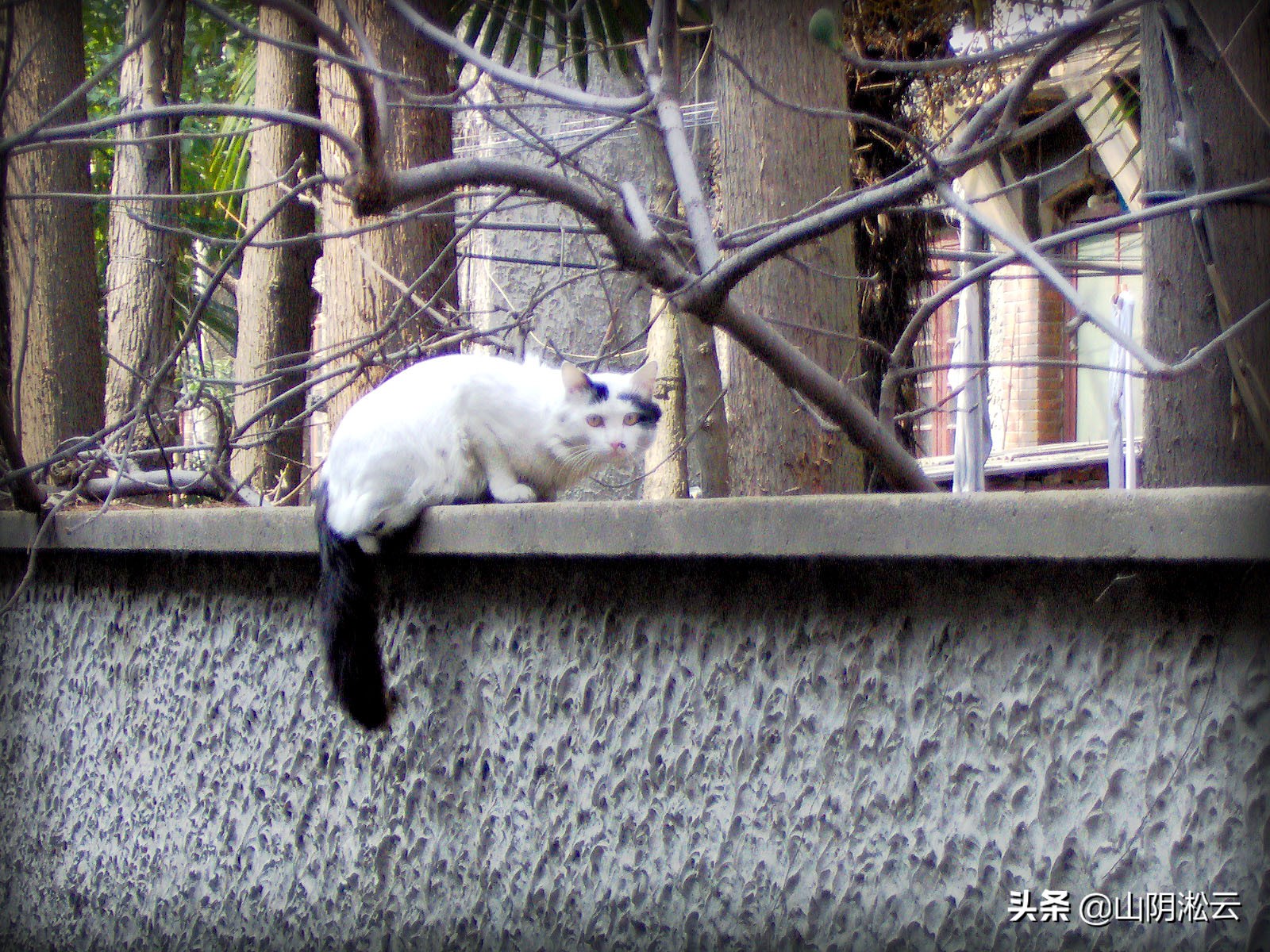 山阴路上千爱里，友爱岁月里的千千记忆