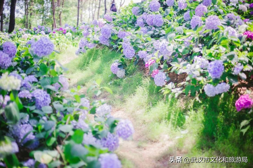 六一+端午的超级快乐将被这里承包，亲子水乐园+多彩绣球花，免费畅玩打卡，游玩攻略请查收