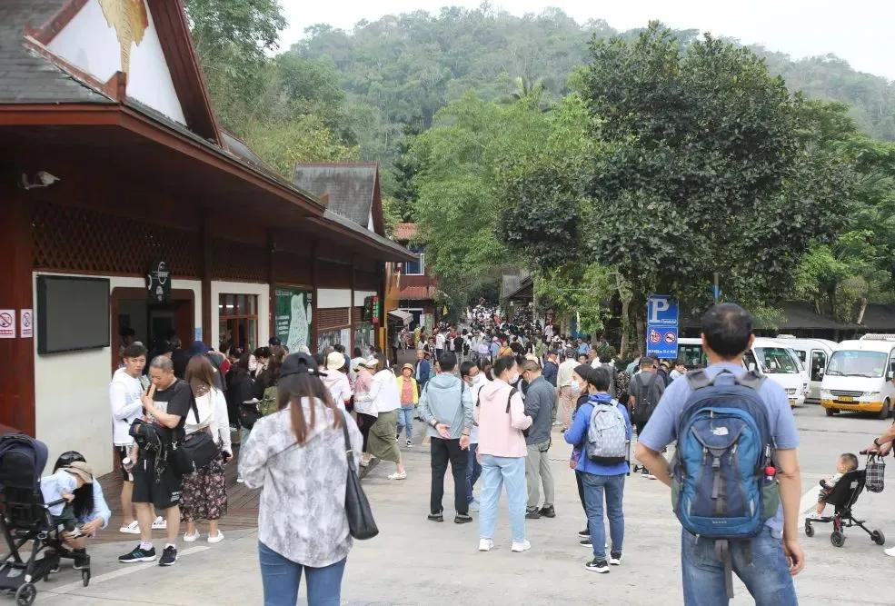 大象被铁链拴住,野象谷用针扎大象