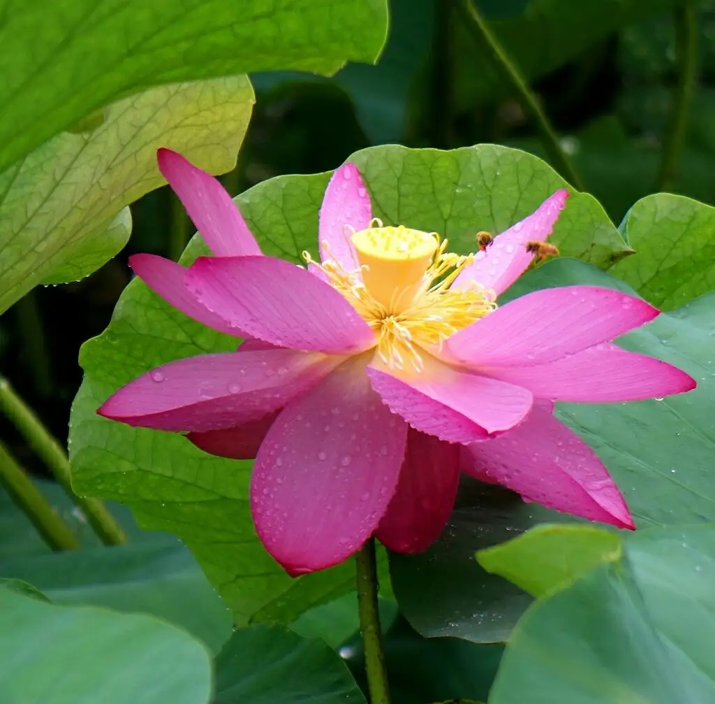 映日荷花别样红荷花的画法,映日荷花别样红古诗讲解