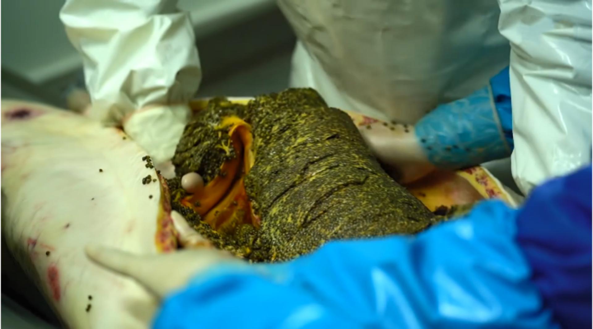 大鳇鱼1030斤现状,黑龙江2000斤鳇鱼是真的吗