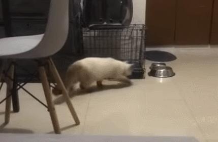 猫咪抓蟑螂吃了怎么办,猫咪吃了一点棉花会排出来吗