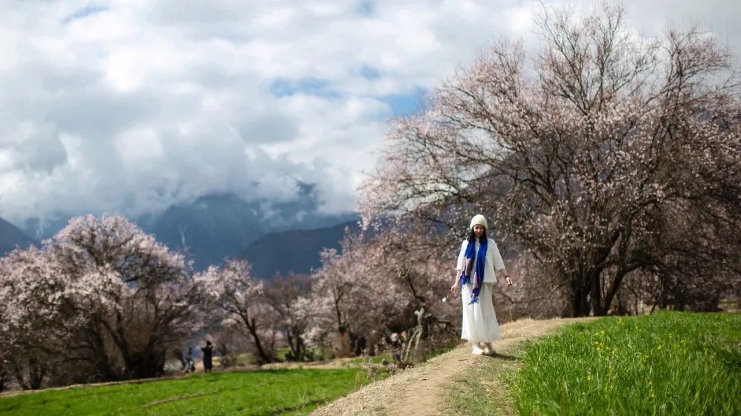 去林芝什么时间去最好,为什么要去西藏林芝看桃花