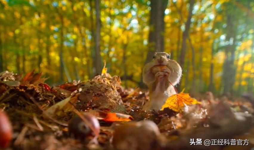 自然界中逆天的动物,大自然中智商高的动物