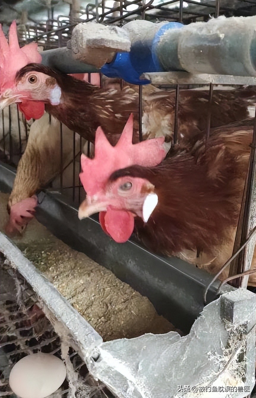 鸡感染了白痢应该用什么药物,鸡卡氏白细胞原虫病