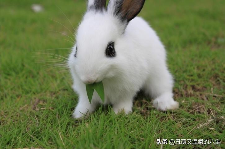 兔子流血了应该用什么治疗,兔子流泪