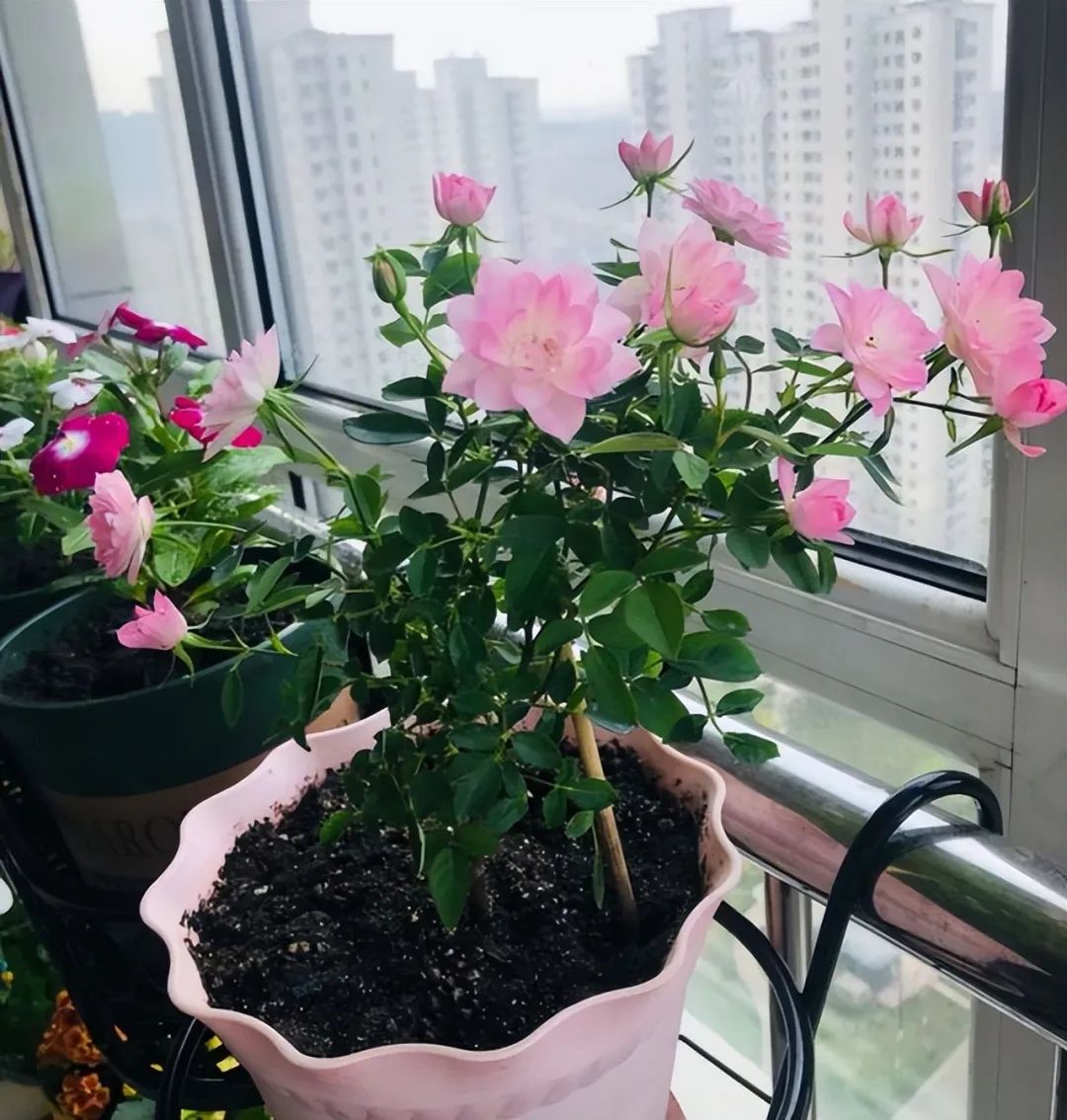 封闭阳台怎么养花技巧视频,封闭阳台养花技巧和方法