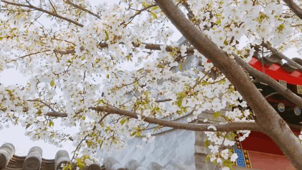 所有遇见皆是天意完整版,所有遇见皆是天意歌曲