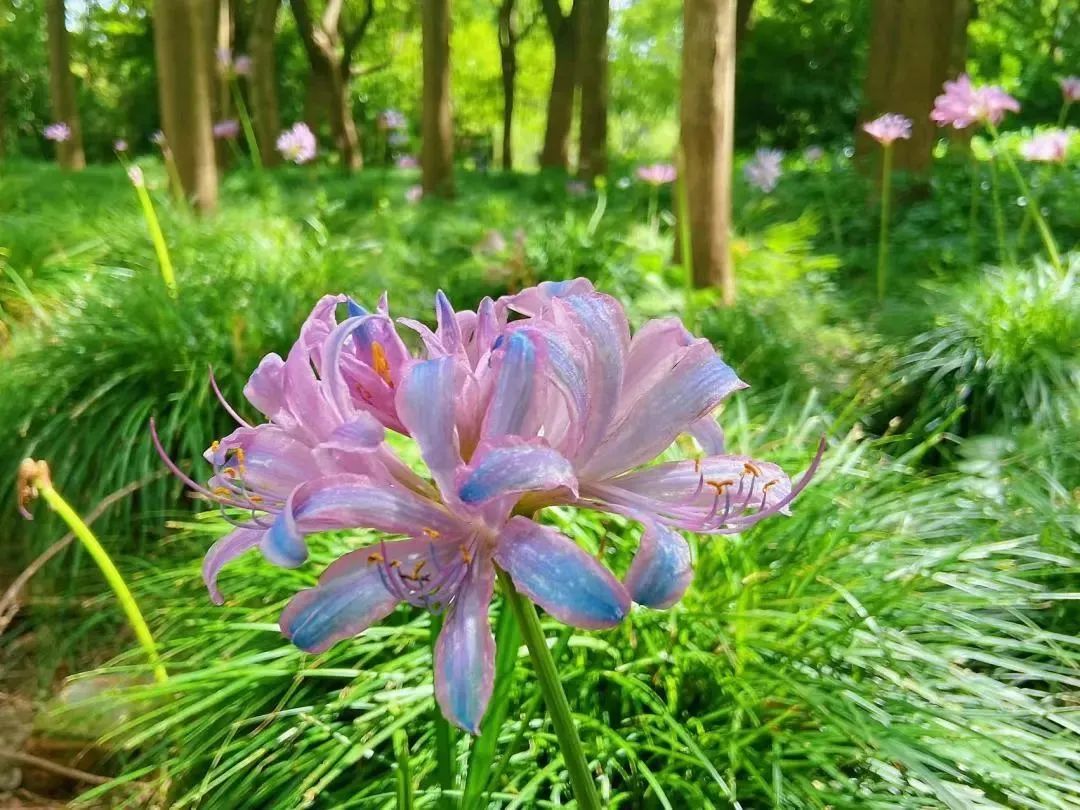 绚烂花海,绚烂花海现在还有吗