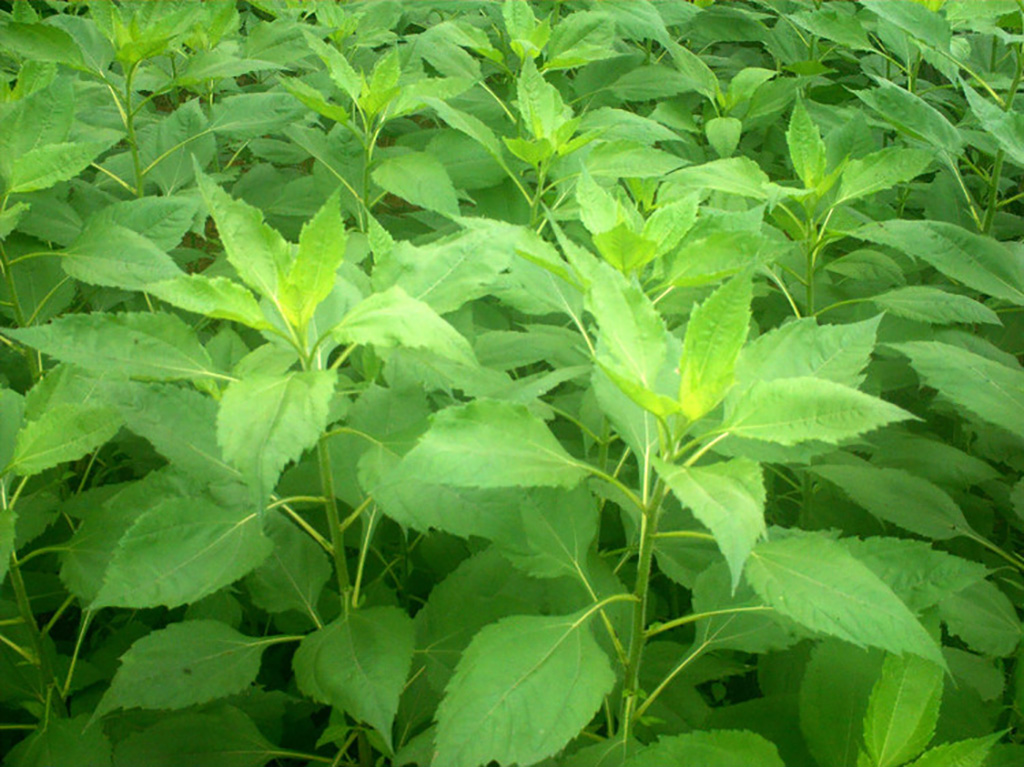 洋姜算是外来入侵物种吗,洋姜物种入侵