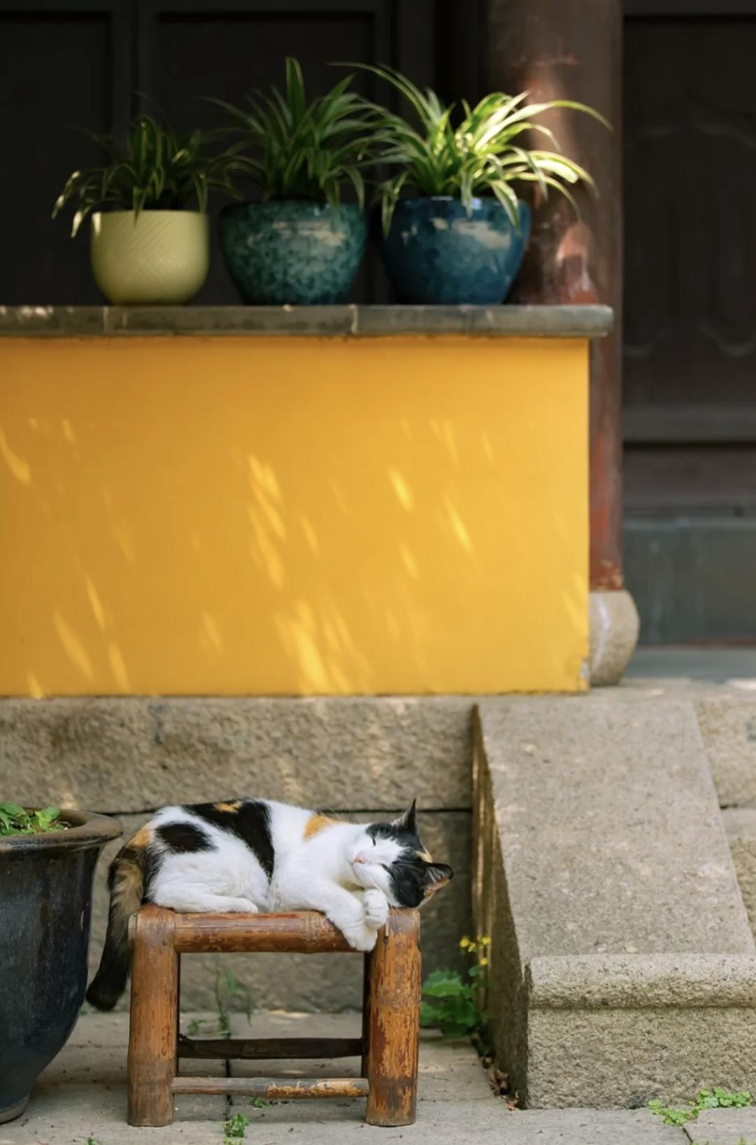 治愈系壁纸｜132张可爱小猫咪的样子