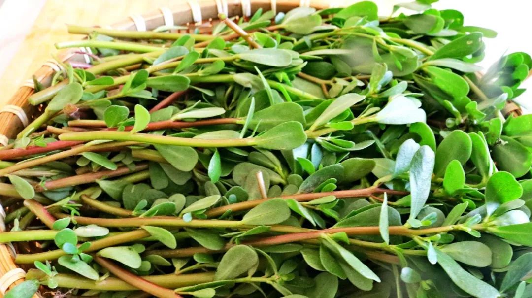 马齿苋方剂,太原马齿苋