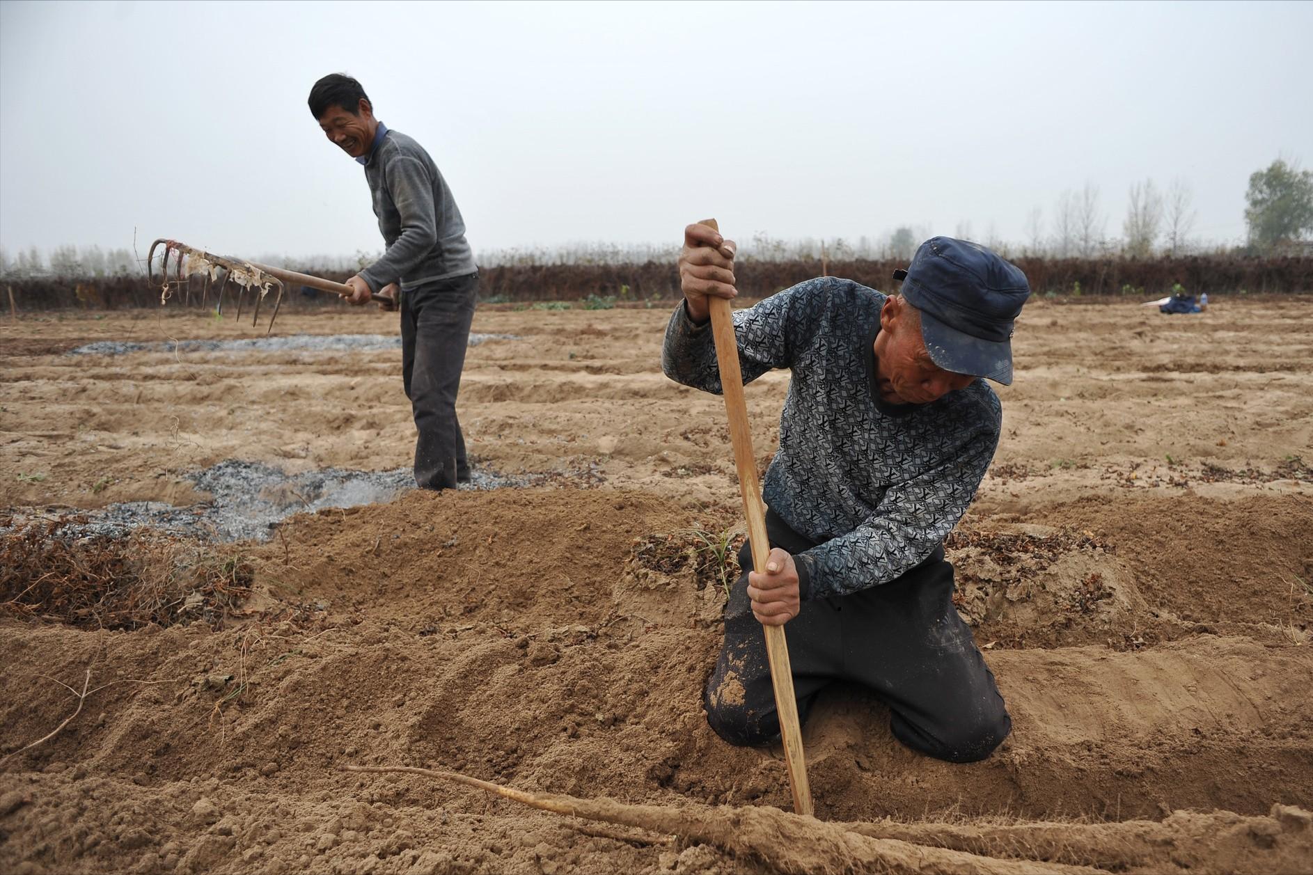 挖到九斤田黄,寿山村挖出九斤田黄