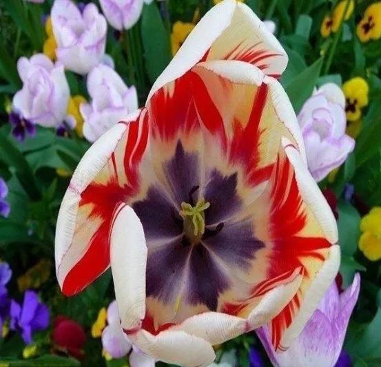 奇花异草是一道道亮丽的风景线,五彩缤纷的春天奇花异草