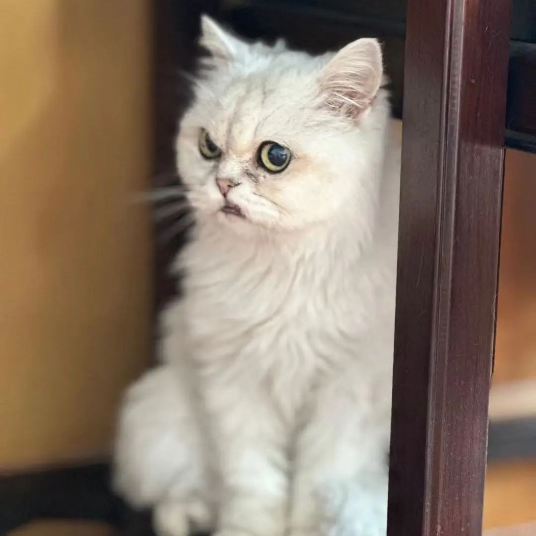 「宠物领养FreeAdopt」萌宠新生大聚会~哪位宝贝是你的最爱？