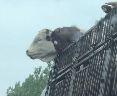一头牛晕车吐了,牛在高速上晕车吐了