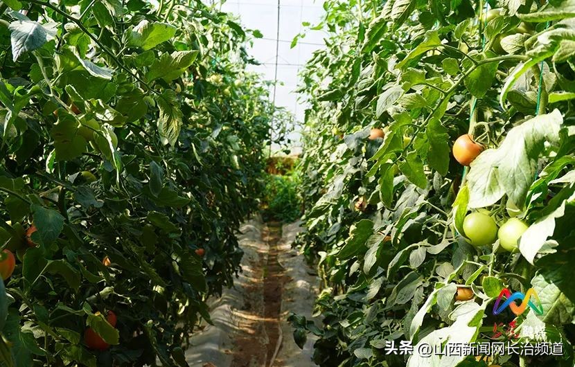 乡村振兴示范村主任,上党区郝家庄乡西下郝村