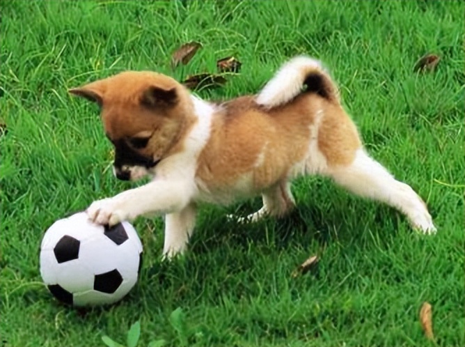 狗狗老是舔自己脚怎么回事,狗爱舔别的狗狗的尿