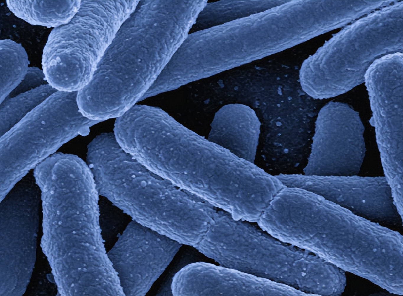 吡螨胺对以掌肢新米虾、泉膀胱螺和金鱼藻为主的生态系统的影响