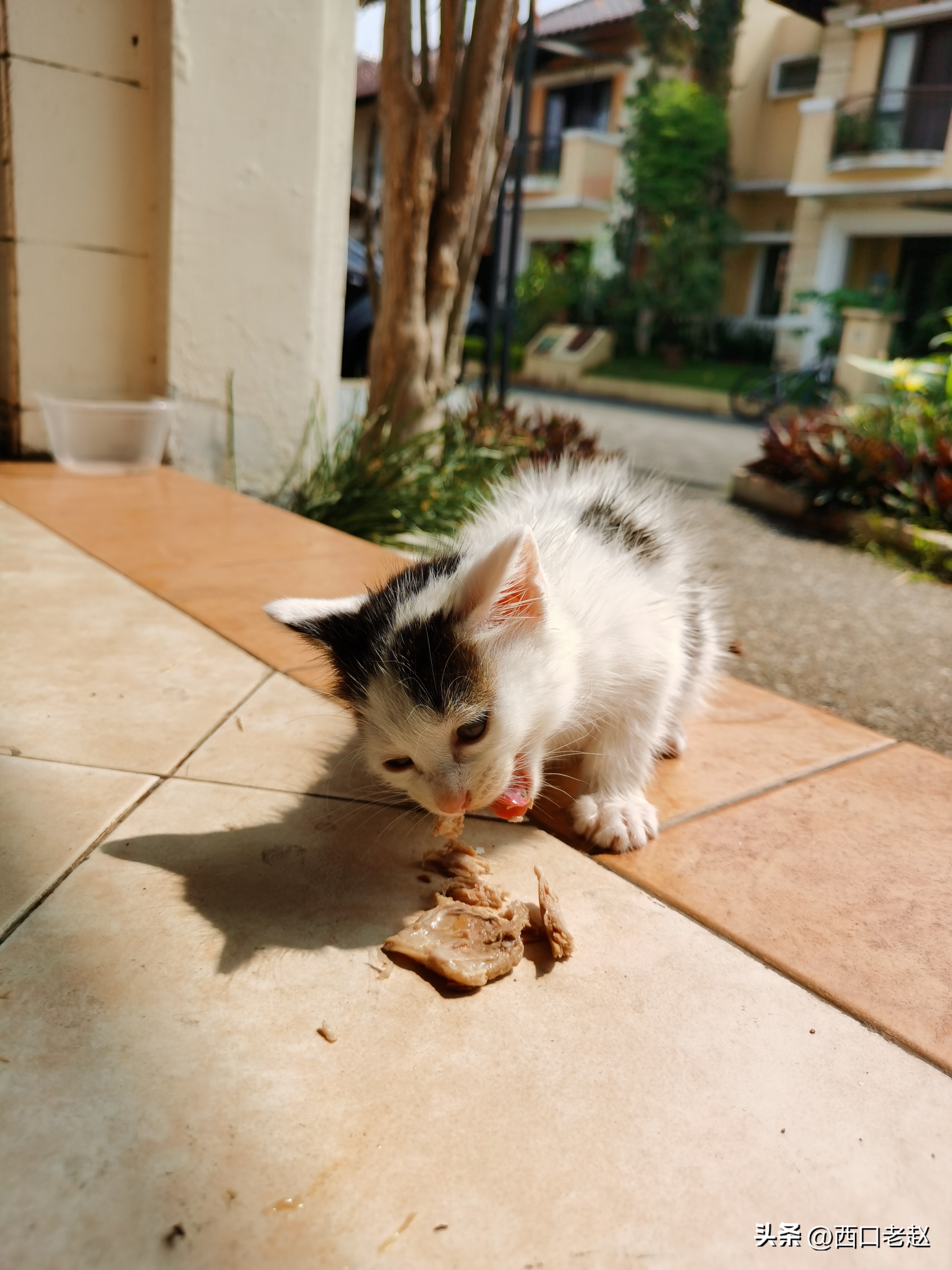 行走在国外的岁月33——致敬我的海外生涯