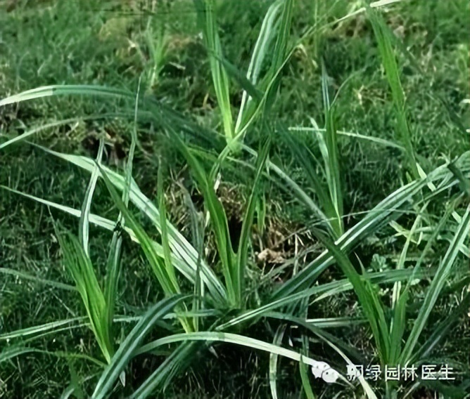 草坪杂草的防除方法,草坪杂草的物理防除