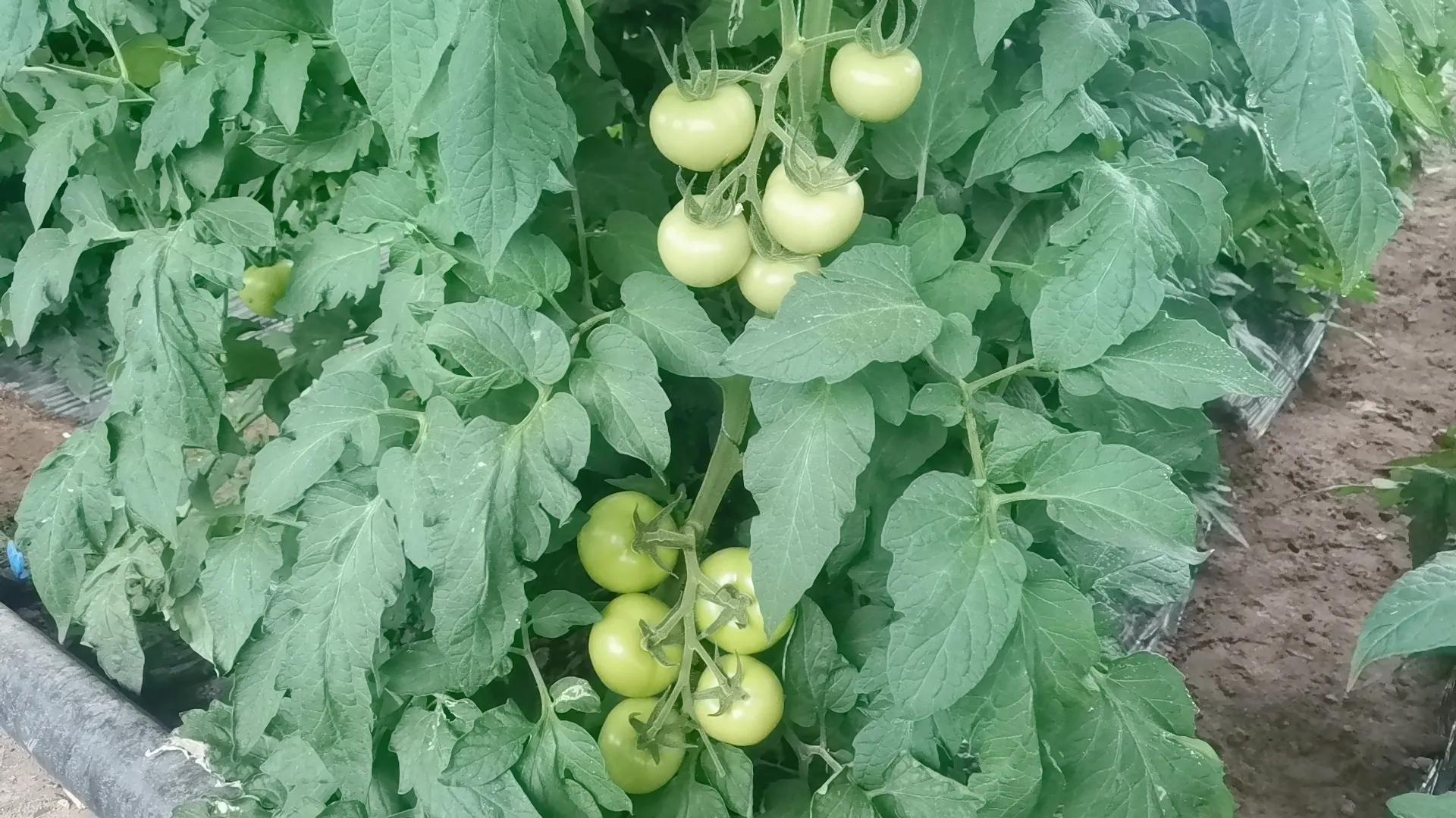 小苏打防治白粉病,小苏打防治虫害兑水得多少比例