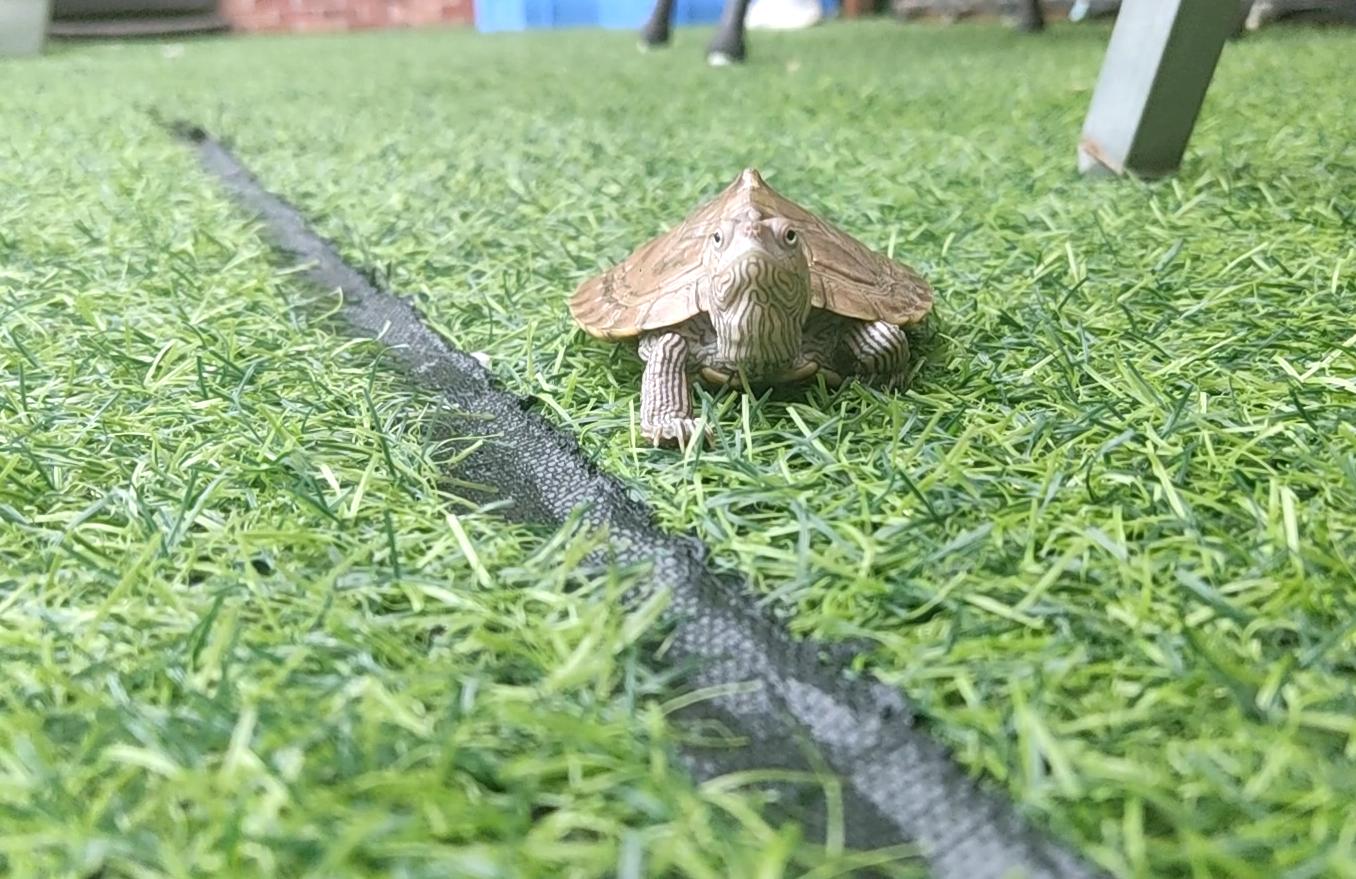 刚到家的地图龟怎么养,地图龟新手怎么养