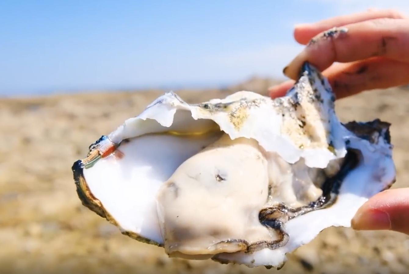 中国吃生蚝去哪里便宜,为什么有些生蚝撬壳卖那么便宜
