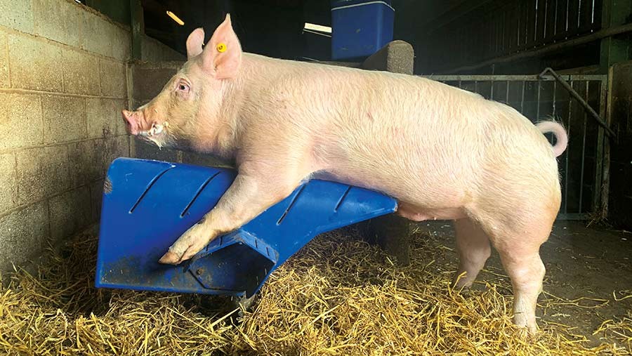 如何提高母猪的受孕率方案,猪用人工授精能提高受胎率吗