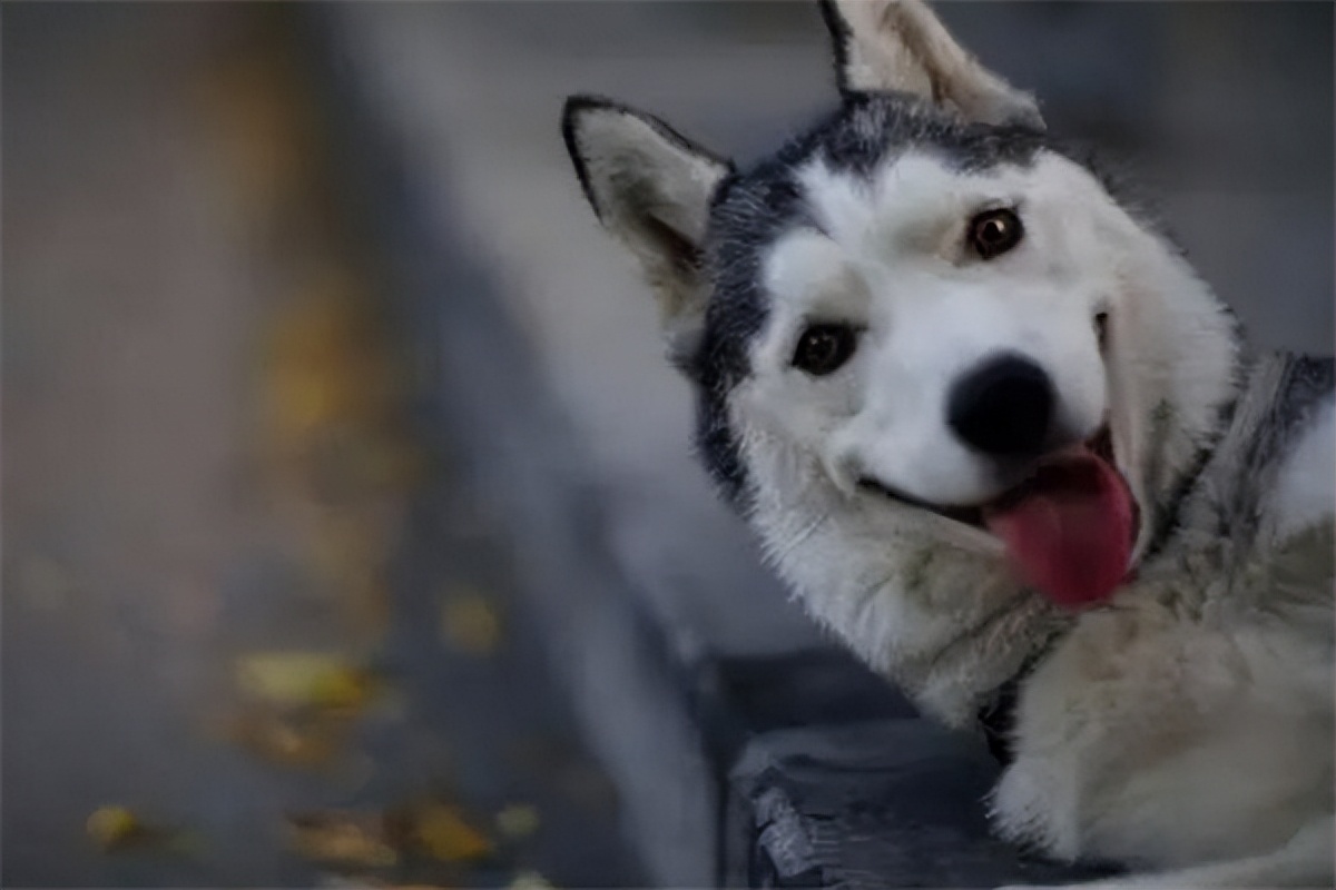 哈士奇多少钱一只幼崽300以内,纯种哈士奇多少钱一只