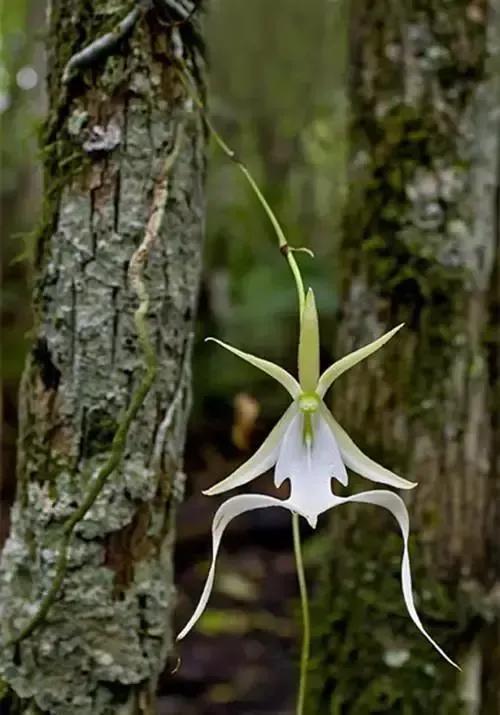最美的100种兰花图片,欣赏一下最美的兰花