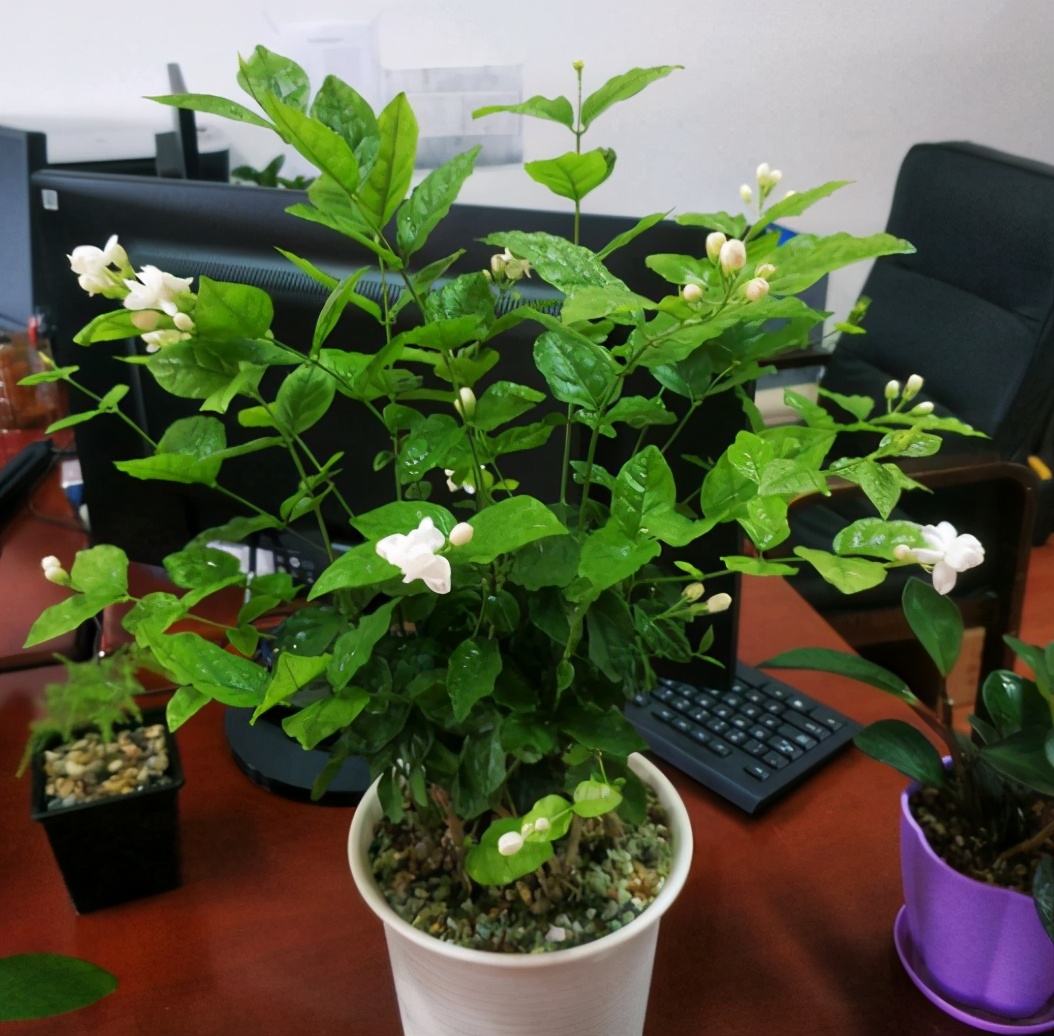 养花总是歪掉,养花别老浇水