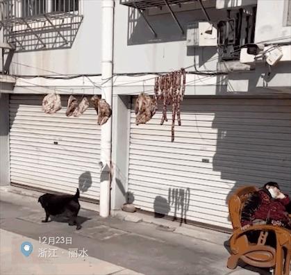 狗狗看见晒的腊肉香肠馋得直跳脚,狗子眼红主人吃肉