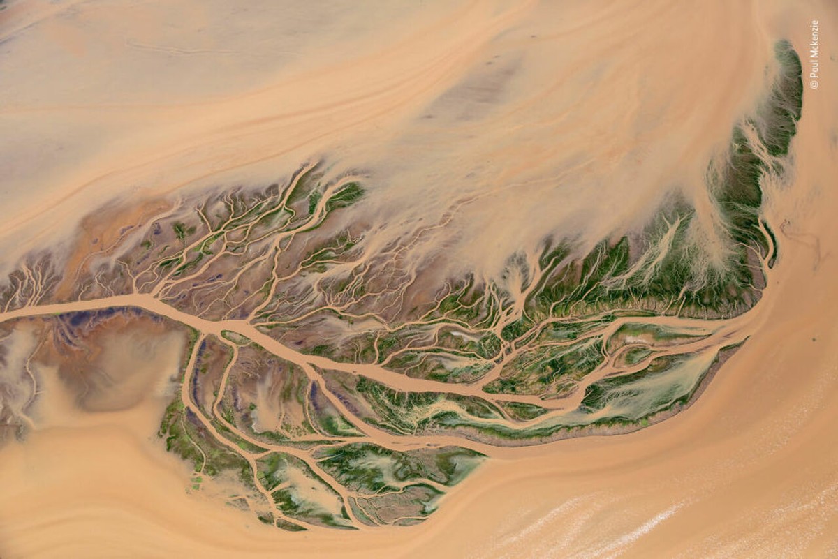 2019年最佳野生动物照片,2022年搞笑野生动物摄影作品