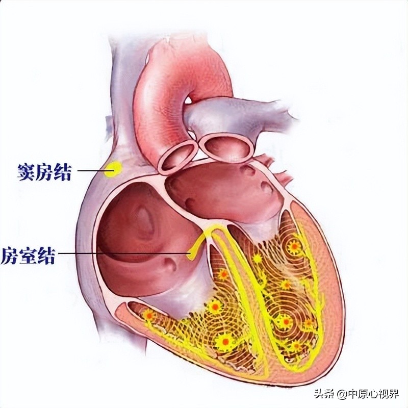 护考几种常见的心电图,常见的心电图图形分析